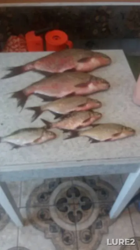 Bream — Berezina, Aug 16, 2018