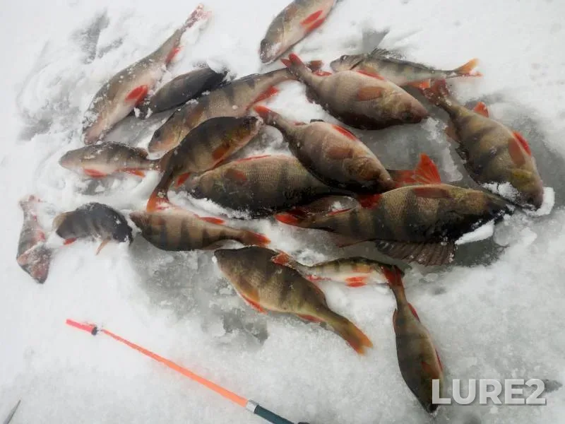 Perch — Lyusinets, Jan 01, 2019