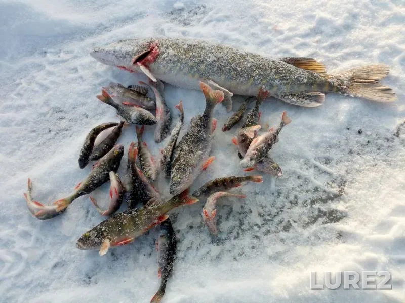 Perch, Pike — Voron, Jan 10, 2019
