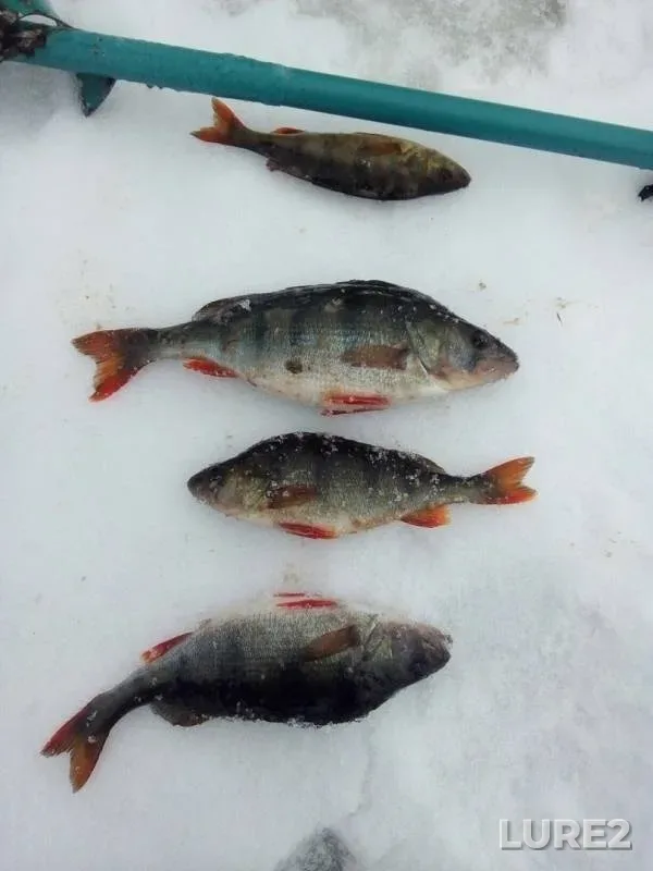 Perch — Voron, Feb 06, 2019