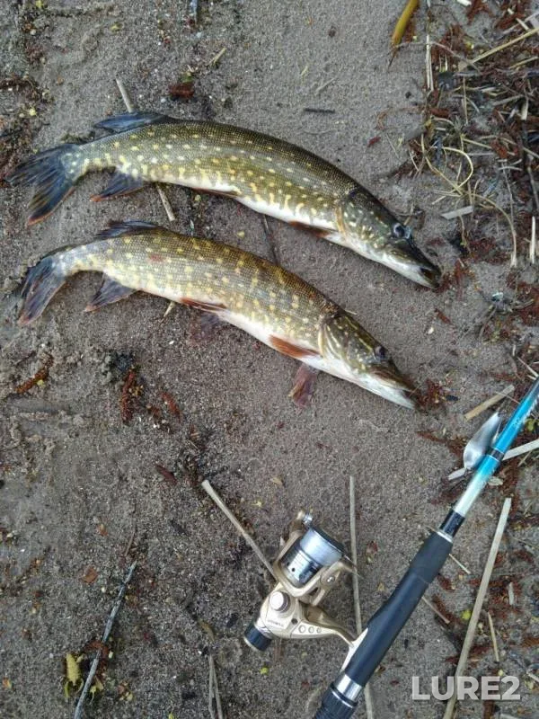 Pike — Voron, May 05, 2019