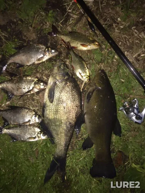 Bream, Rudd — Lepelskoye, May 31, 2019