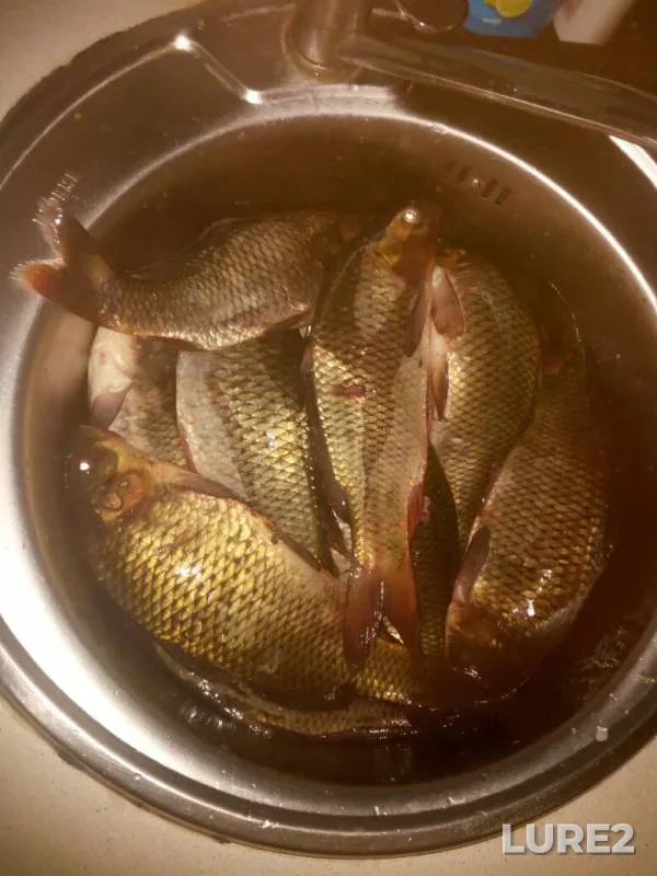 Carp — Luchinovka, Jun 03, 2019