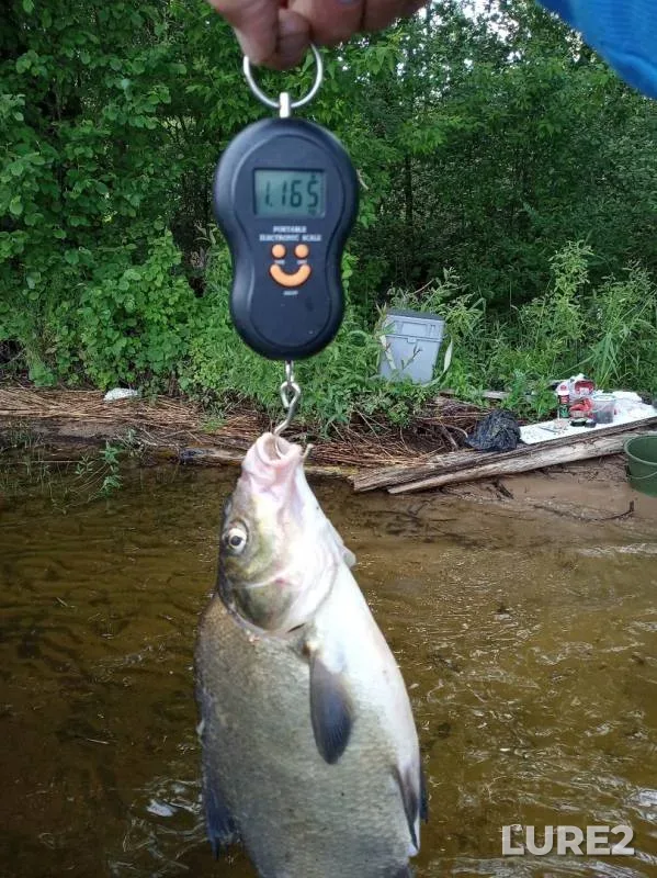 Bream — Lepelskoye, Jun 09, 2019