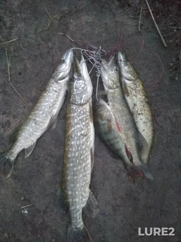 Perch, Pike — Glybochitsa, Jun 12, 2019