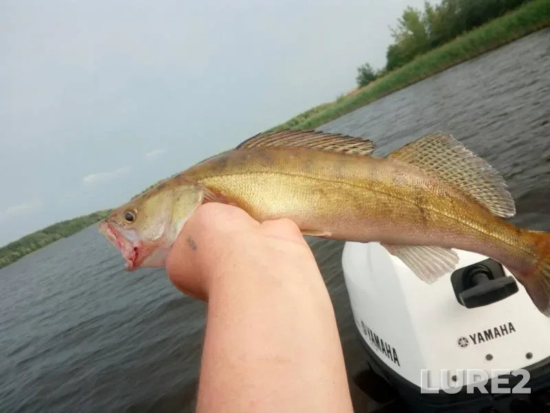 Zander — Lepelskoye, Jun 14, 2019