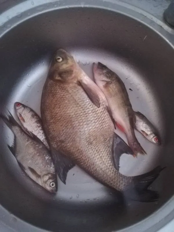 Лещ, Окунь