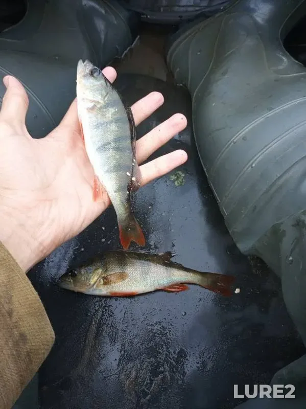 Perch — Lepelskoye, Jul 10, 2019