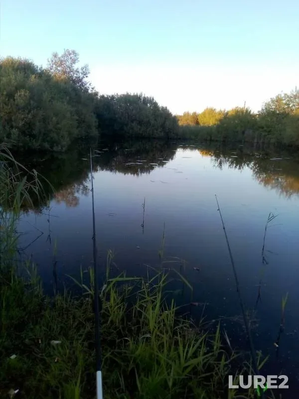 Crucian carp — Vitebskaya oblast, Lepelskiy rayon, Aug 18, 2019