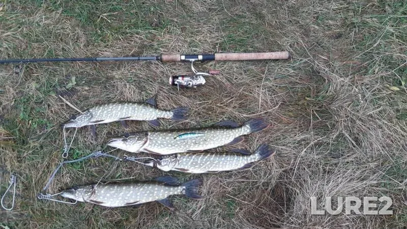Pike — Dolgoye, Nov 20, 2019