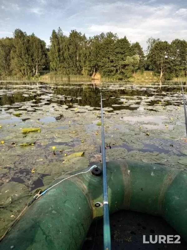 Crucian carp — Myshanka, Jun 15, 2019