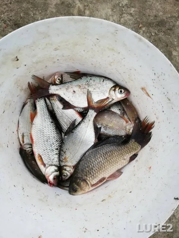 Crucian carp, Roach — Brestskaya oblast, Stolinskiy rayon, Jul 05, 2019