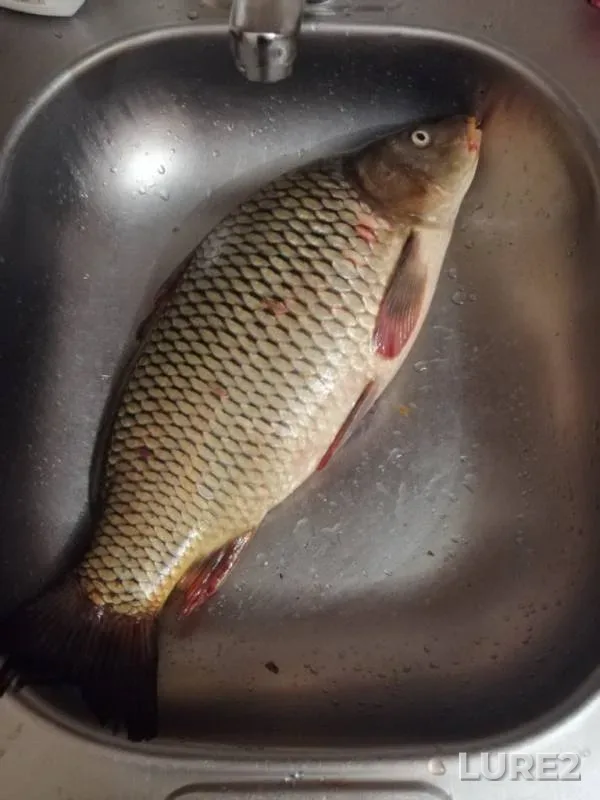 Carp — Kopanets, Aug 09, 2019