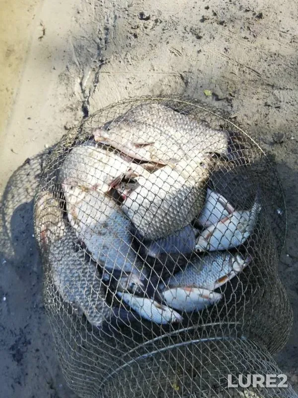 Crucian carp, Roach — Brestskaya oblast, Stolinskiy rayon, Aug 16, 2019