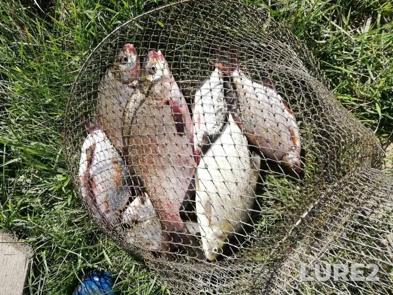 Bream — Brestskaya oblast, Stolinskiy rayon, Aug 19, 2019