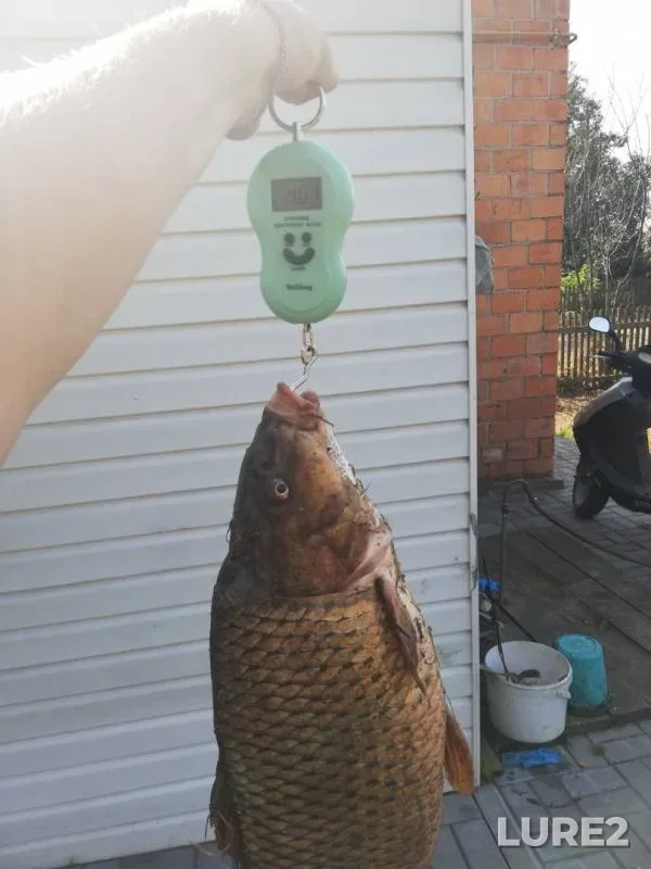Carp — Brestskaya oblast, Stolinskiy rayon, Sep 11, 2019