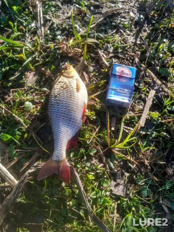 Crucian carp, Roach — Markovshchina, Apr 23, 2018