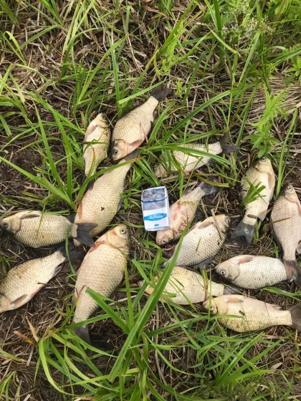 Карась