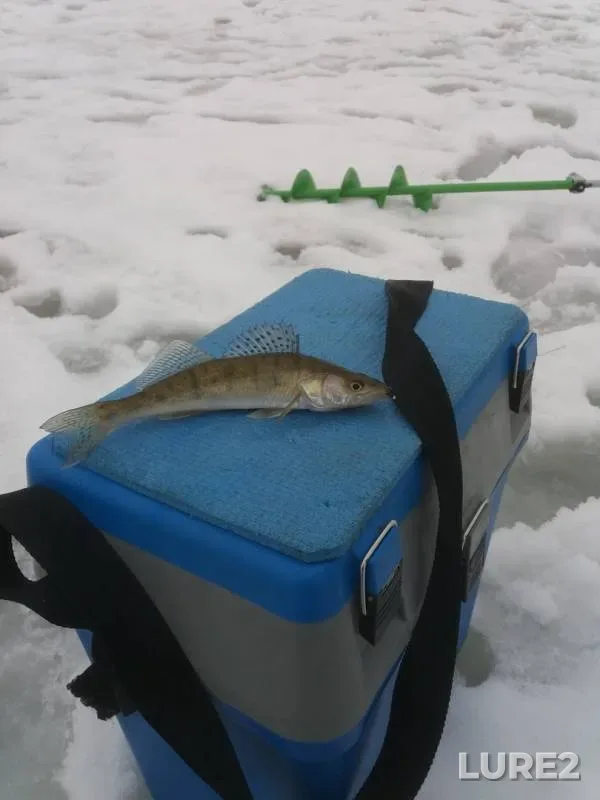 Zander — Desnogorskoye, Feb 03, 2019