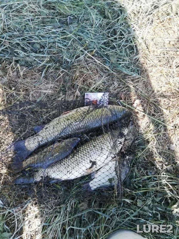 Crucian carp — Polonka, Jun 05, 2019