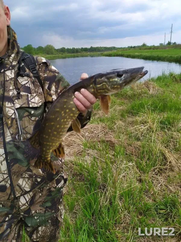 Pike — Skripitsa, May 12, 2019