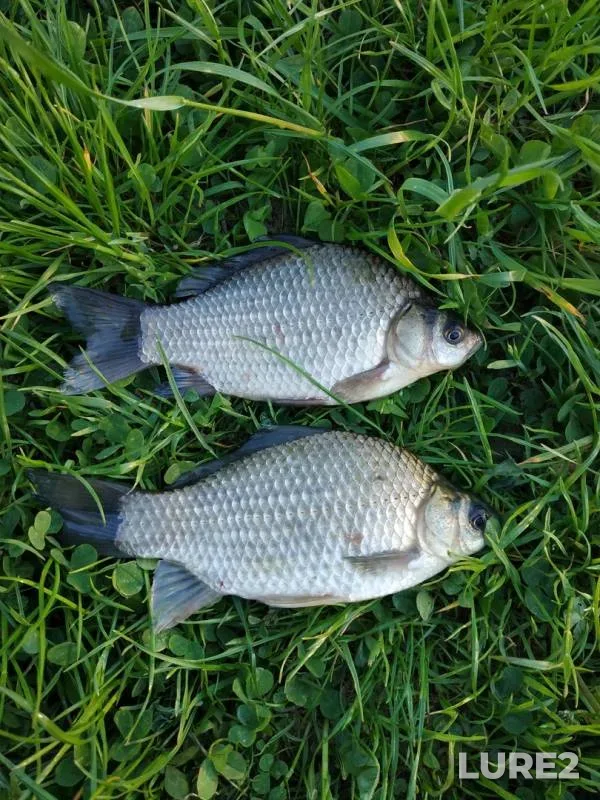 Crucian carp — Myshanka, May 26, 2019
