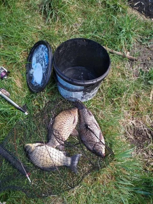 Карась
