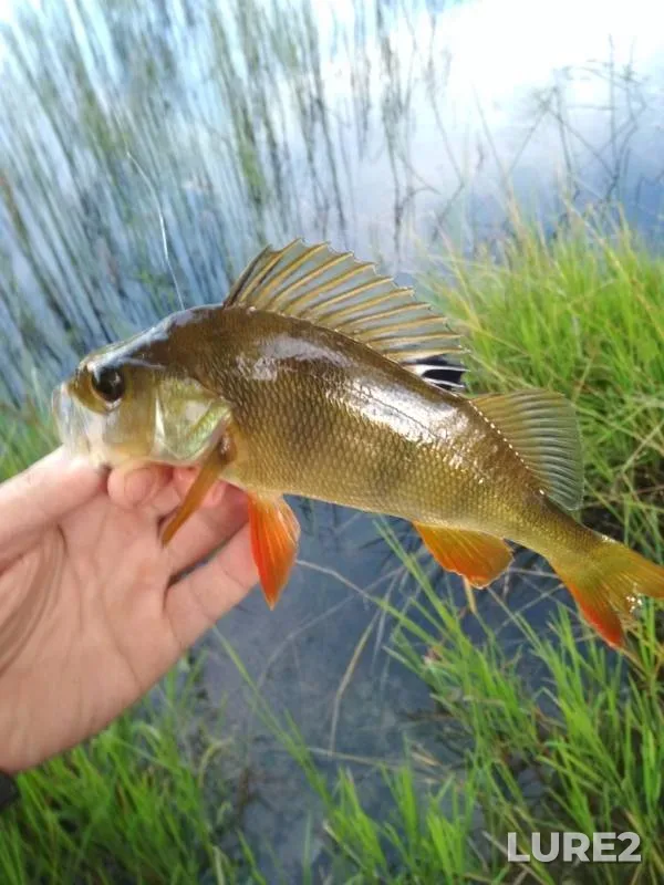 Perch, Pike — Tsna, Jul 10, 2019