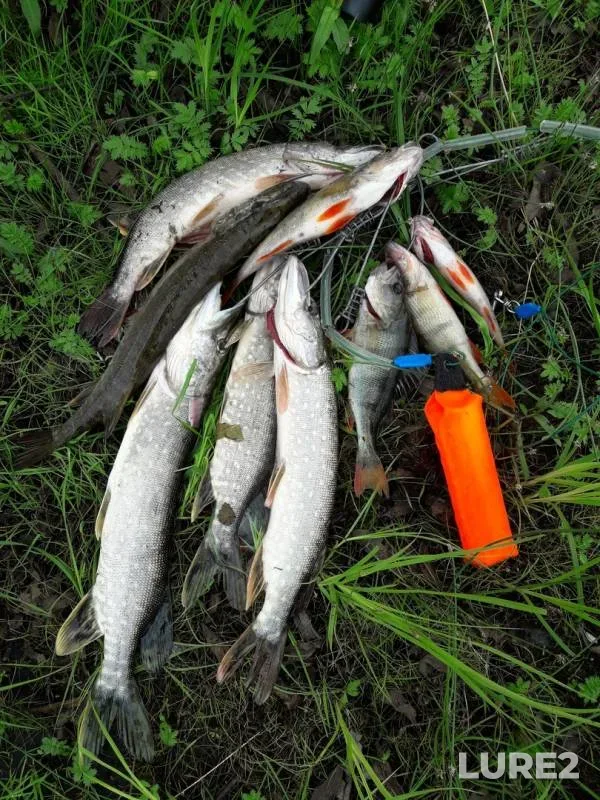 Perch, Pike — Buyan, Jun 29, 2018