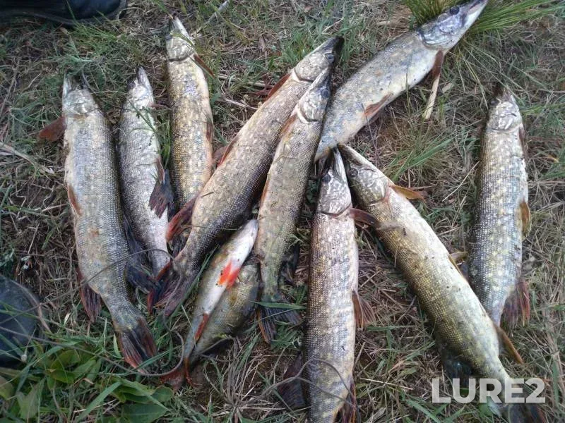 Perch, Pike — ZKD, May 09, 2018