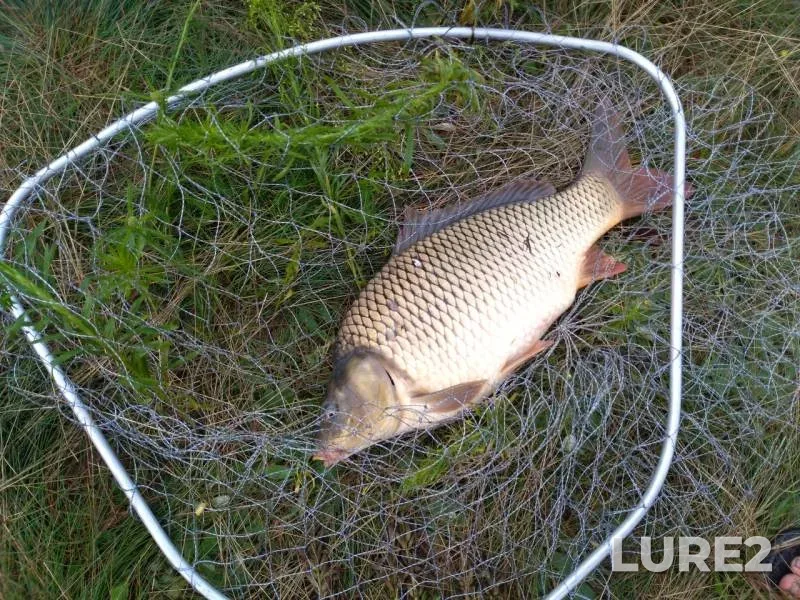 Carp — Tur, Jul 25, 2018