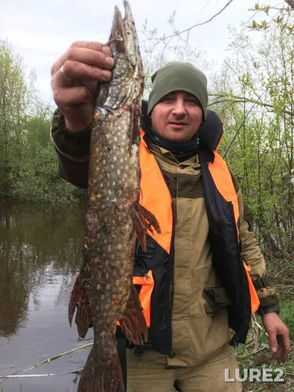 Perch, Pike — Malkurya, Jun 09, 2019