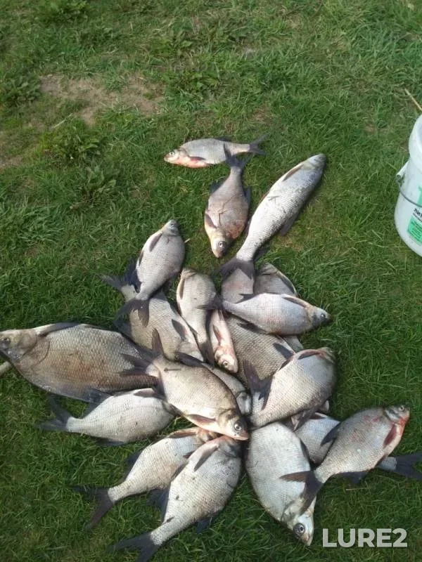 Bream — Korovinskiy zaliv, May 09, 2019