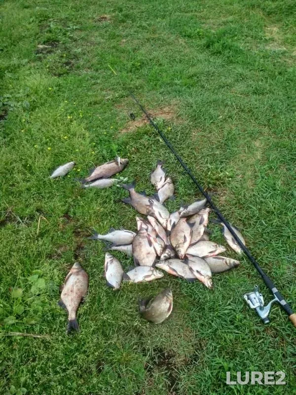 Bream — Tropka, Jun 02, 2019