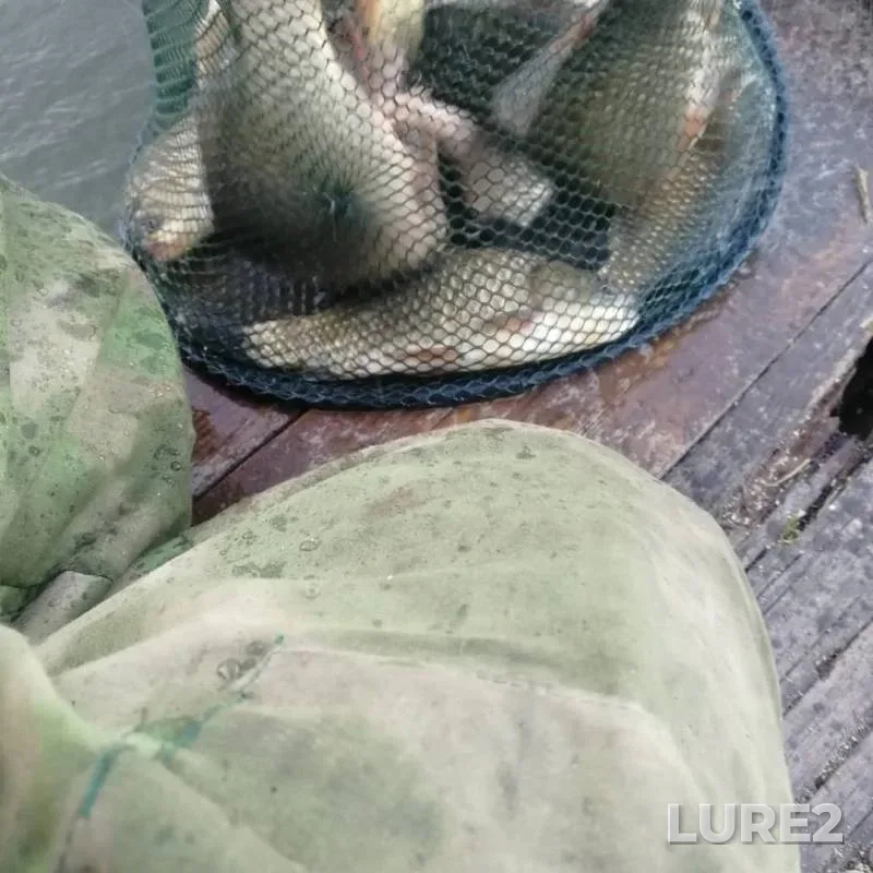 Crucian carp — Nezhegolek, Jun 16, 2019