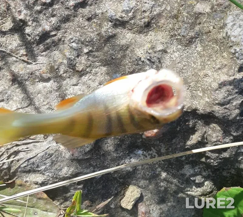 Perch — Dudergofskiy kanal, Aug 26, 2019