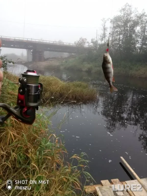 Perch — Shorega, Sep 01, 2019