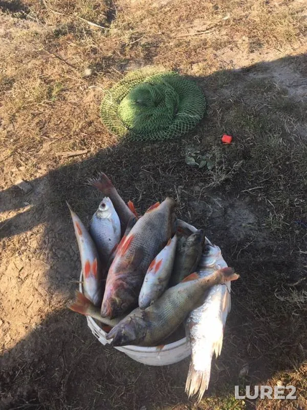 Perch — Manych, Oct 17, 2019