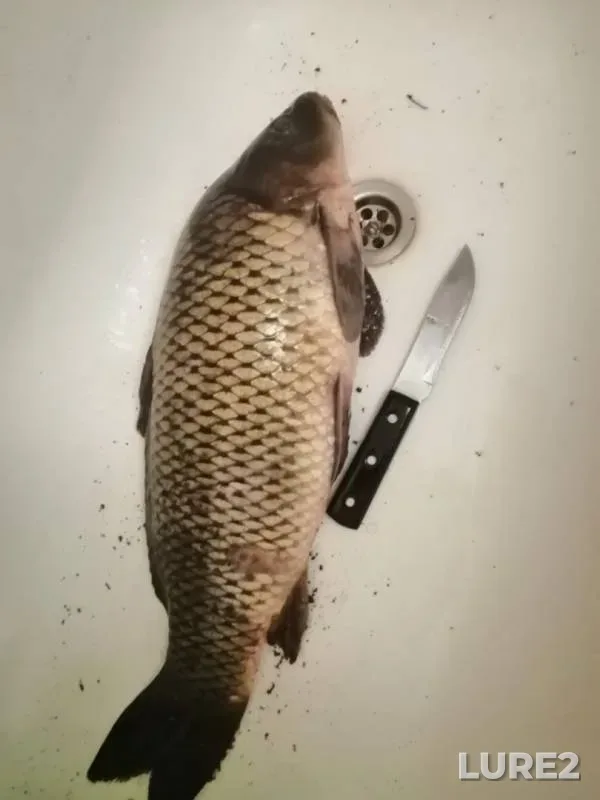 Carp — Treustan, Sep 12, 2019