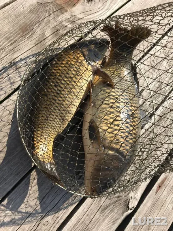 Carp — Chelyabinskaya oblast, Sep 14, 2019