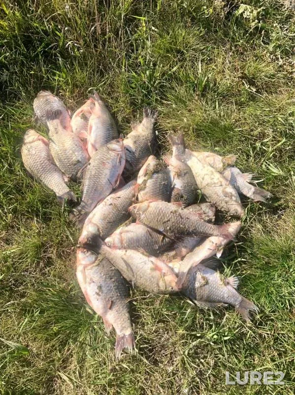 Crucian carp — Sugoyak, Sep 15, 2019