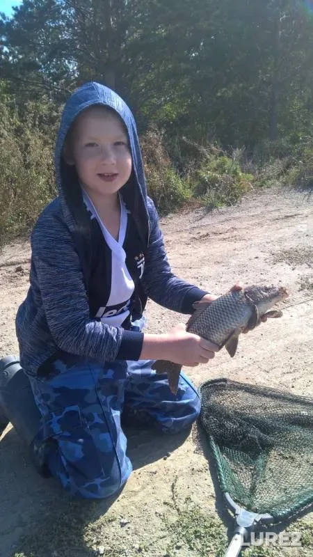 Carp, Crucian carp — Koyelga, Sep 17, 2019