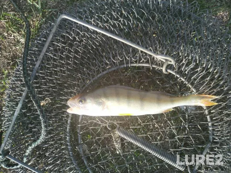Perch — Uyelgi, Sep 17, 2019