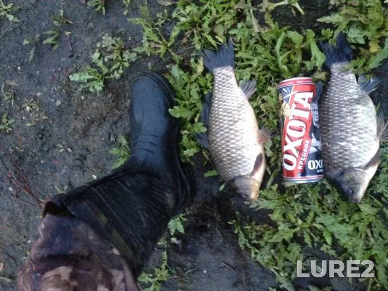 Crucian carp — Chelyabinskaya oblast, Argayashskiy rayon, Sep 22, 2019