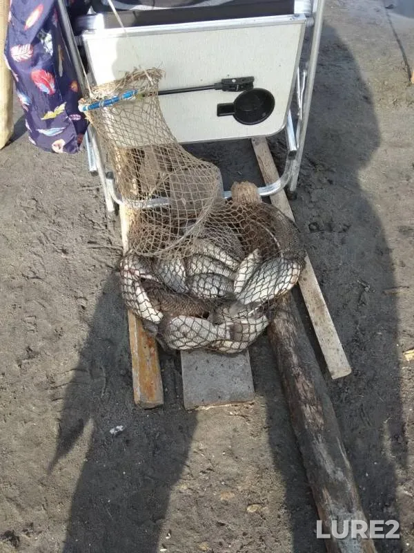 Crucian carp — Bolshoy Urdobay, Sep 29, 2019