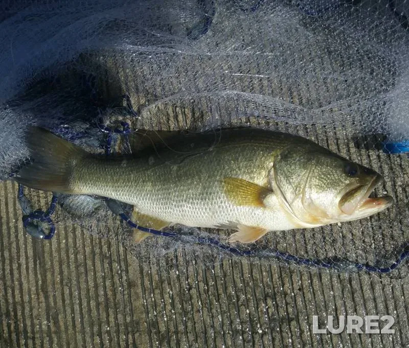 Largemouth bass — Lake Hollingsworth, May 02, 2018