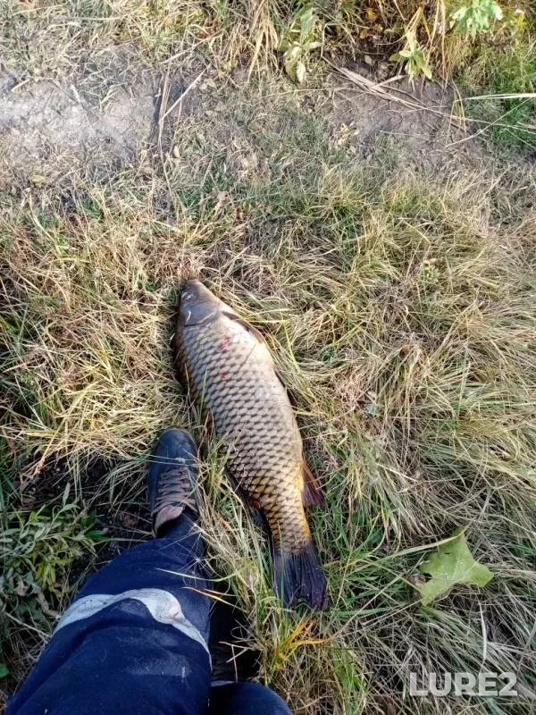 Carp — Chelyabinskaya oblast, Sosnovskiy rayon, Oct 04, 2019