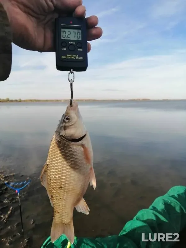 Crucian carp — Bolshoy Urdobay, Oct 05, 2019