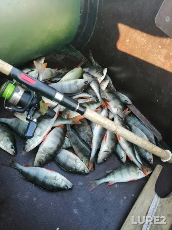 Perch — Miass, Oct 05, 2019
