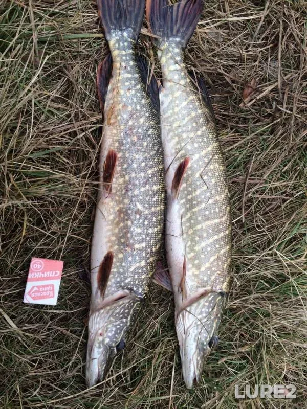Pike — Yuzhnouralskoye, Oct 10, 2019